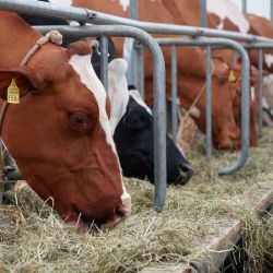 Imagen para la categoría COMEDEROS Y BEBEDEROS