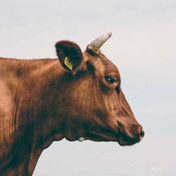 Imagen para la categoría Ganadería